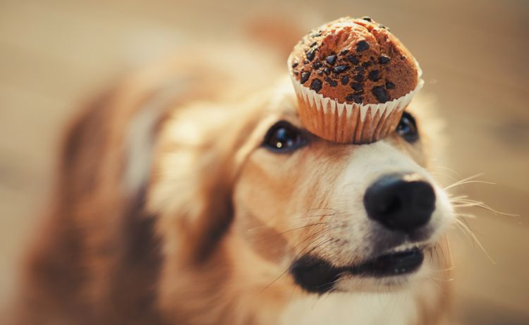 Chien et cupcake