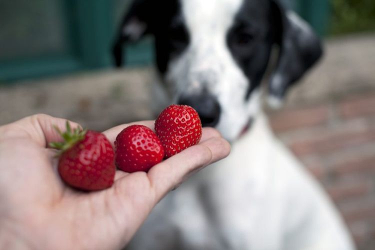 Chien et fraise