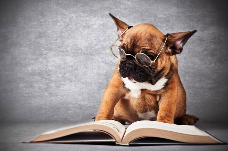 Un chien avec des lunettes et un livre