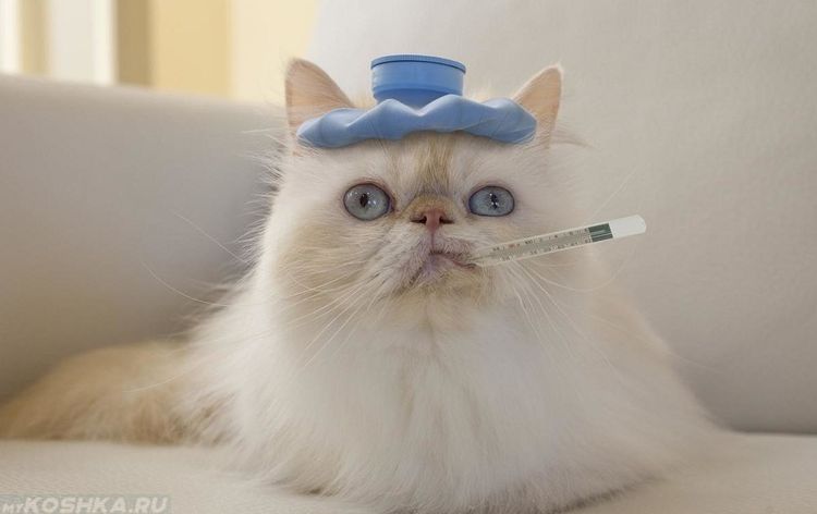 Le chat a de la fièvre