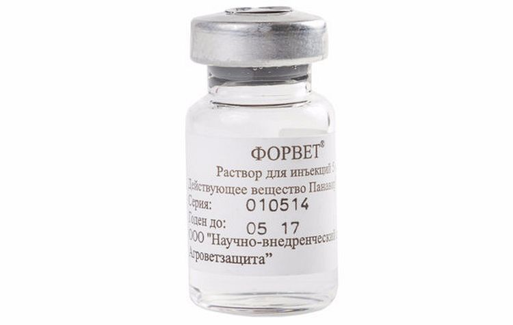 Solution injectable Forvet pour chats