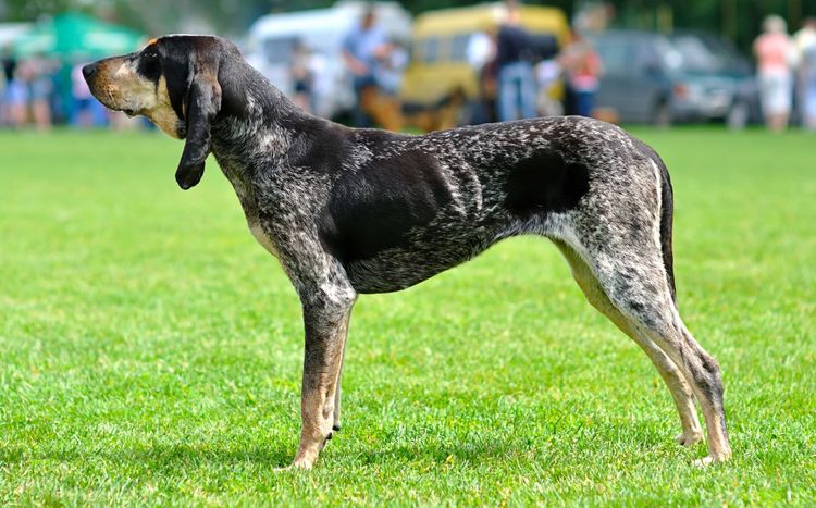 Grand chien bleu de Gascogne