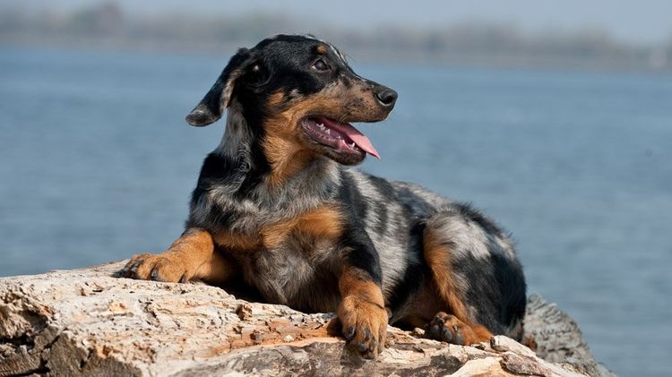 Beauceron (Berger français à poil court)