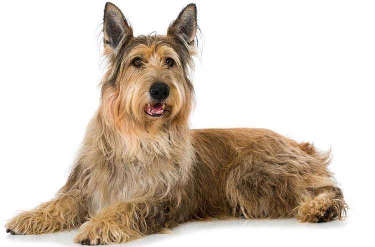 Picardie (Berger de Picard)