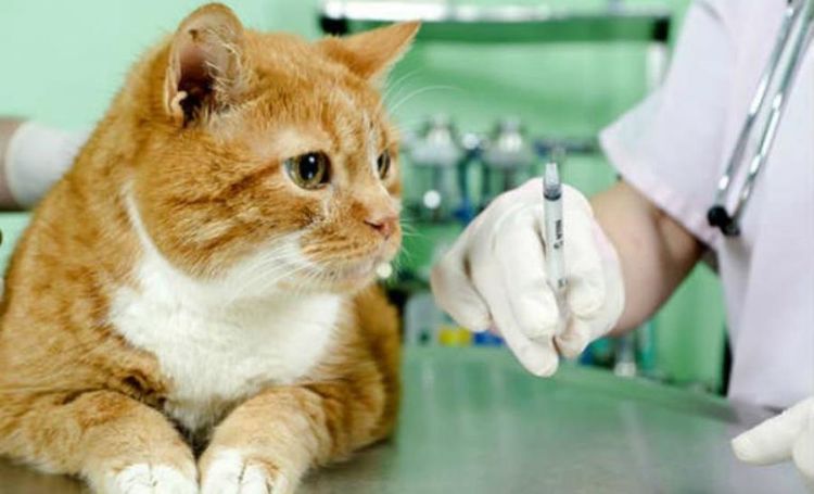 Vaccination d'un chat