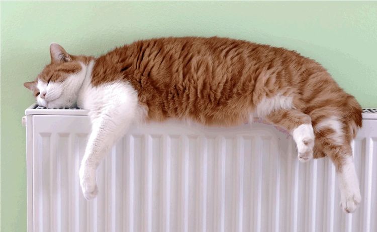 Le chat dort sur le radiateur