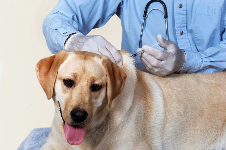 Une injection dans la nuque du chien