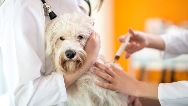 Injection hormonale pour chien
