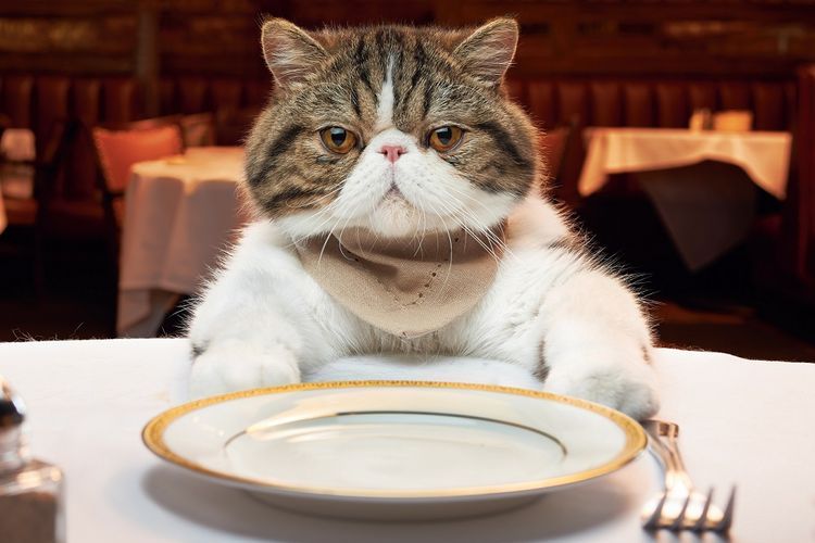 Un gros chat devant une assiette vide