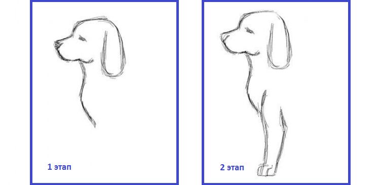 Dessin au trait d'un chien