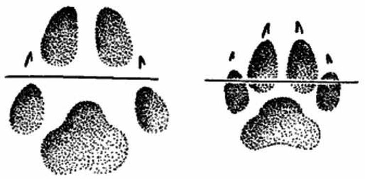 La différence entre les traces d'un loup et celles d'un chien