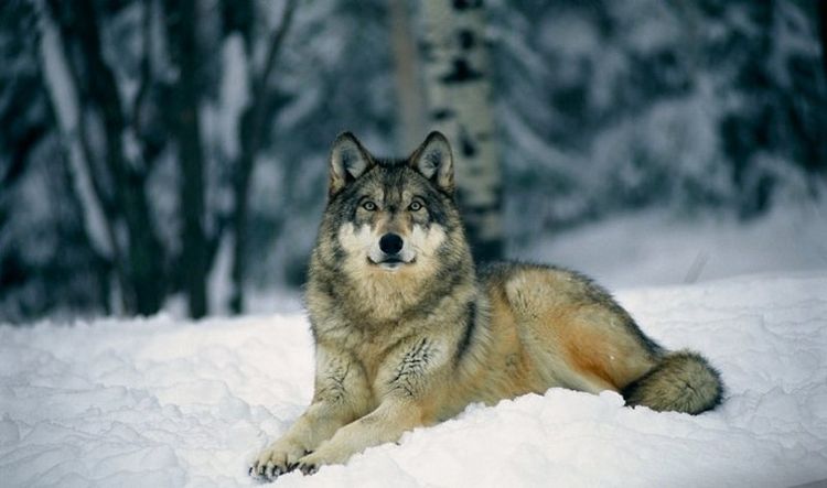 Loup dans la neige