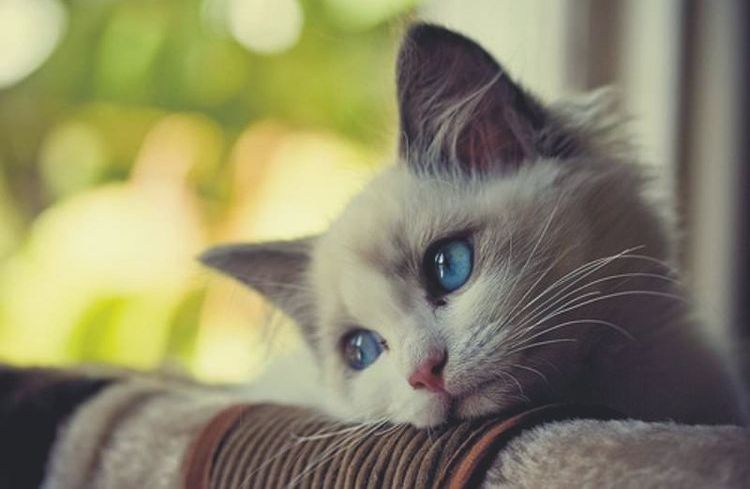 Un chaton triste aux yeux bleus