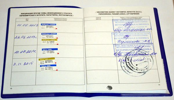 passeport vétérinaire du chien