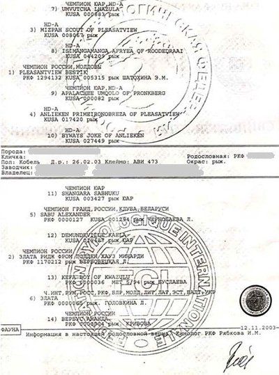 pedigree interne d'un chien