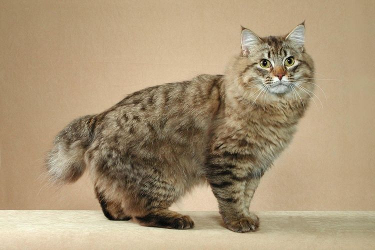 chat Bobtail