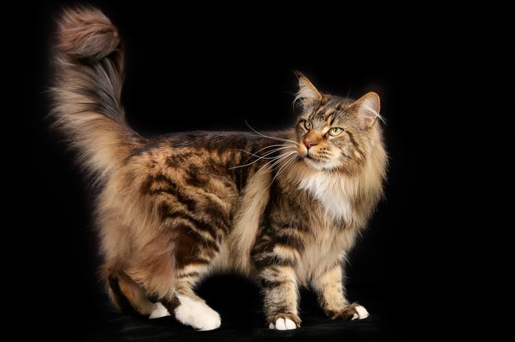 Un chat à la queue touffue