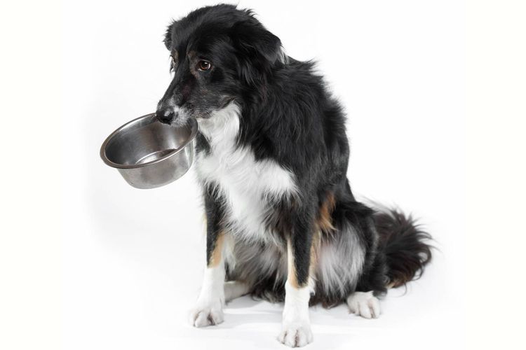 Le chien tient un bol