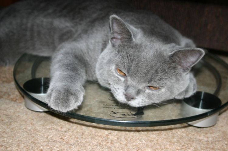 Un chat dort sur une balance