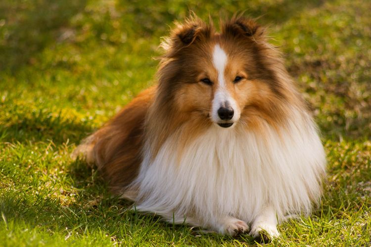 Sheltie