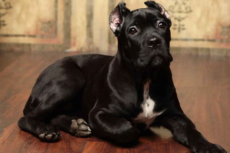 Cane Corso