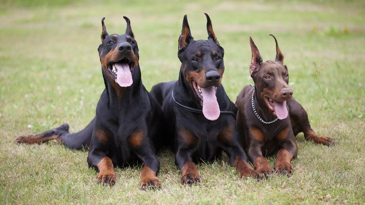 Doberman