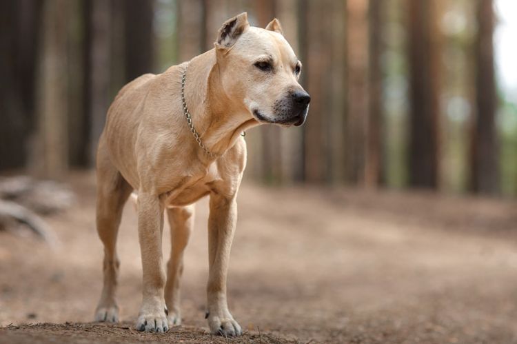 Staffordshire Terrier