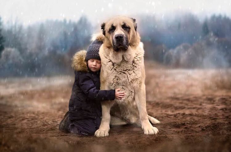 Alabai (chien de berger d'Asie centrale)