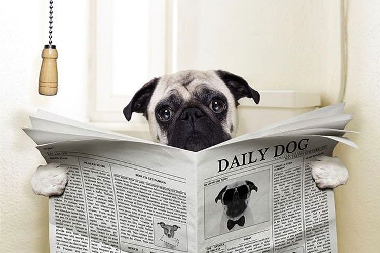 Un chien sur les toilettes avec un journal