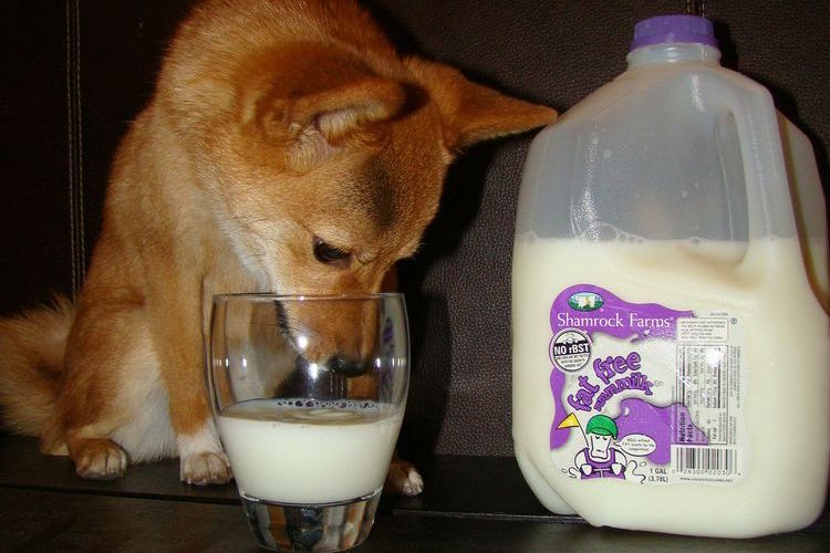 Un Shiba Inu boit du lait dans un verre