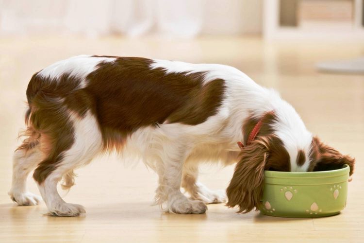 Le spaniel mange dans un bol