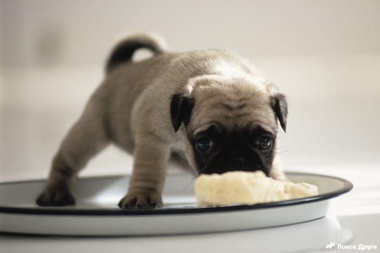 Le chiot mange du fromage