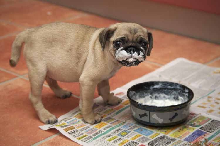 Un carlin mange de la crème aigre