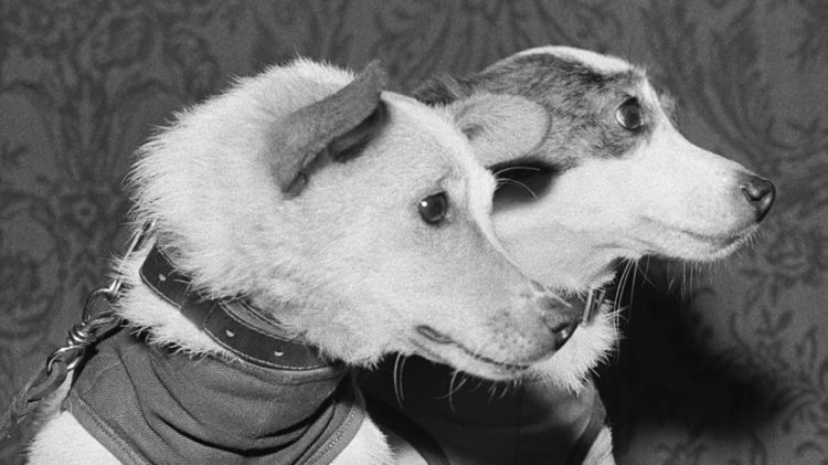 Belka et Strelka