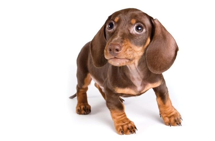 Le chiot est inquiet