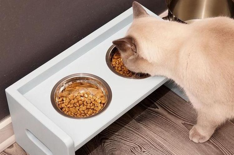 Le chat mange des croquettes