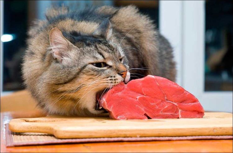 Le chat mange de la viande