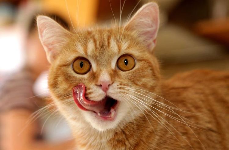 Le chat roux se lèche les babines