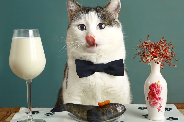 Un chat dans un restaurant