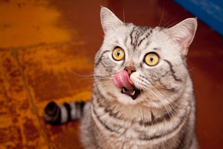 Le chat réclame à manger