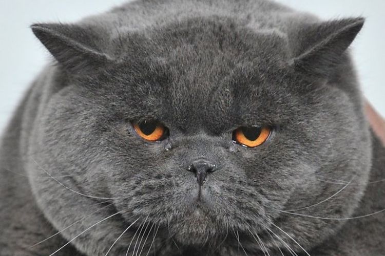 Grand chat britannique