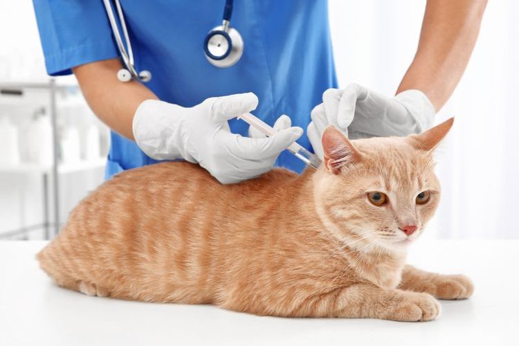 Injection sous-cutanée pour un chaton