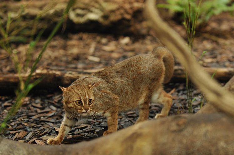 Le chat rouillé a eu peur.
