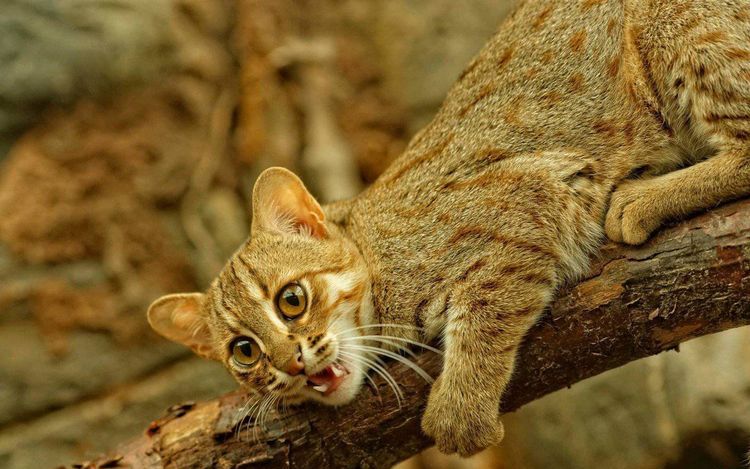 Le plus petit chat sauvage rugit