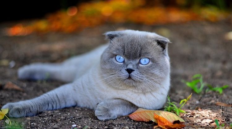 Scottish Fold