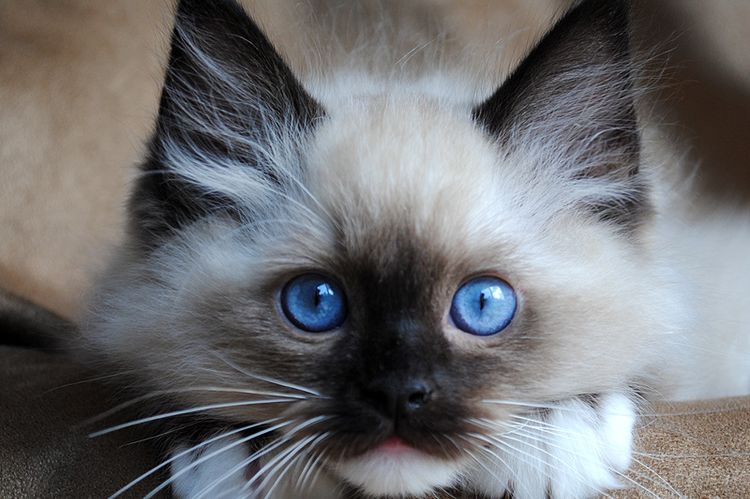 chaton Ragdoll