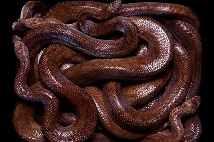 Une boule de serpents
