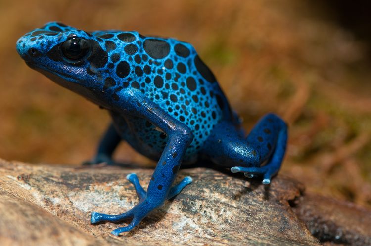 La dangereuse grenouille bleue à flèches empoisonnées