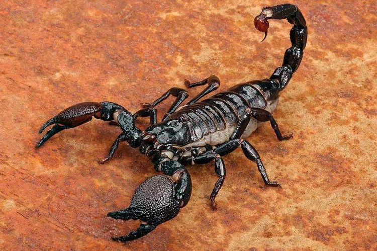 Scorpion venimeux