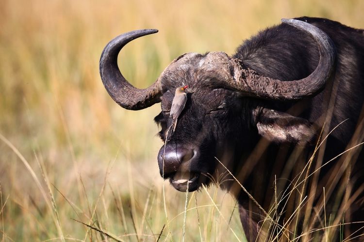 buffle d'eau asiatique